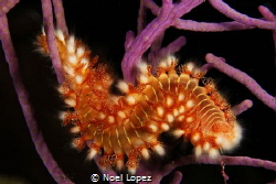 fire worm,canon 5D mark III, tokina lens 10-17mm at 15mm,... by Noel Lopez 